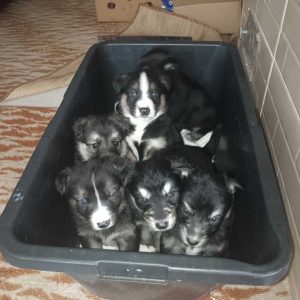 Отдам щенков бесплатно