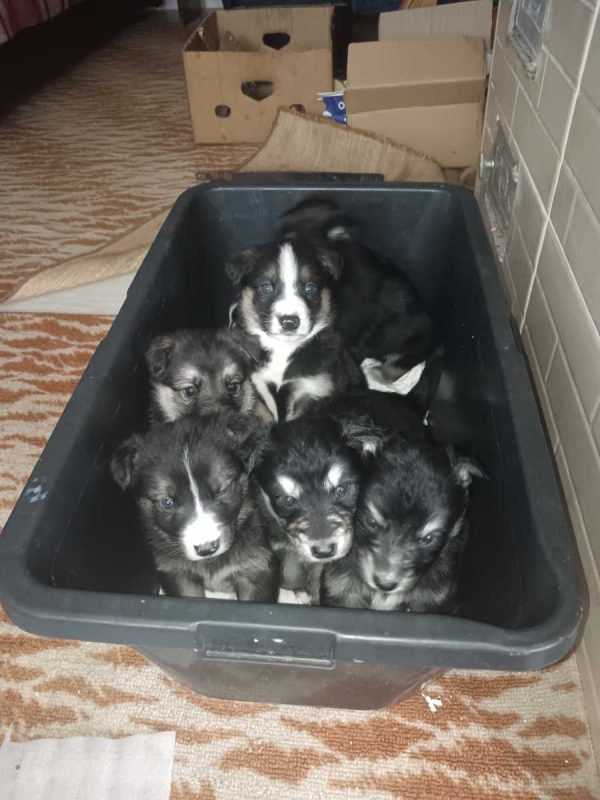 Отдам щенков бесплатно