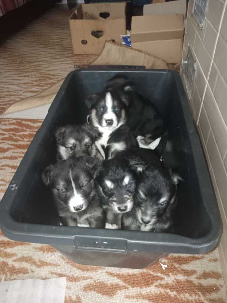 Отдам щенков бесплатно
