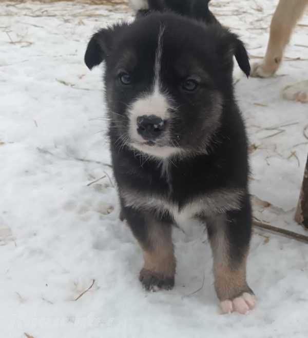 Щенки кушают самостоятельно