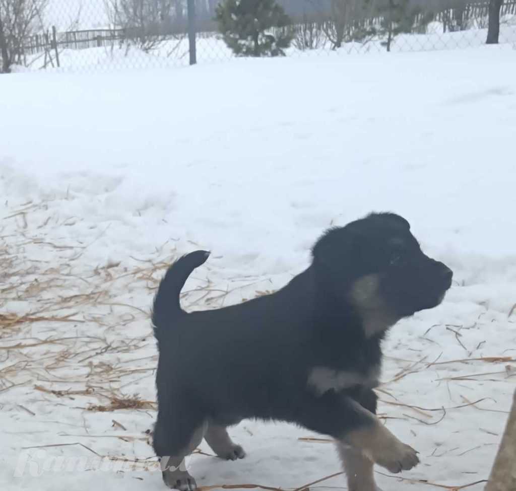 Щенки кушают самостоятельно