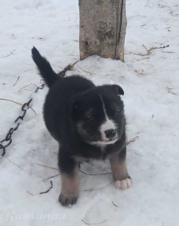 Щенки кушают самостоятельно
