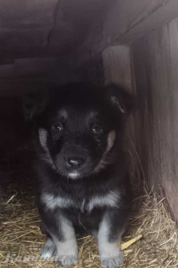 Щенки кушают самостоятельно