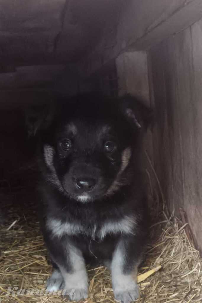 Щенки кушают самостоятельно