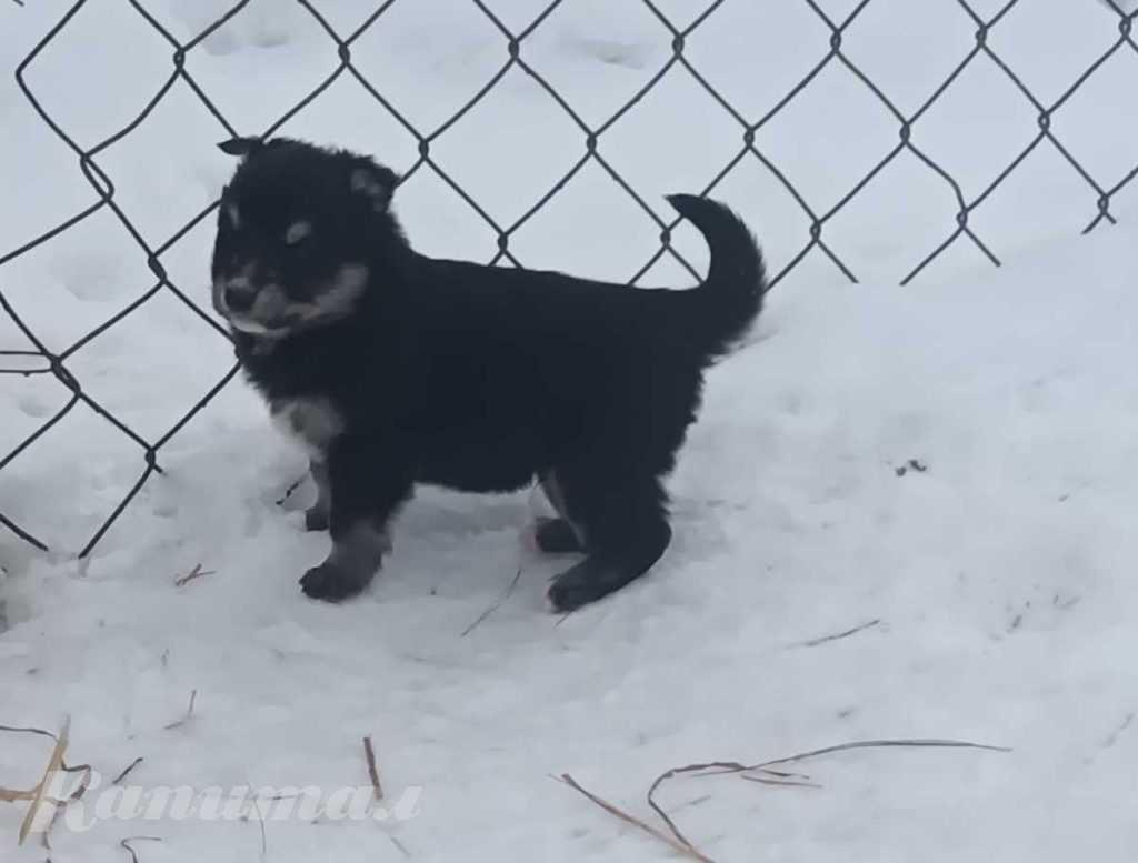 Щенки кушают самостоятельно