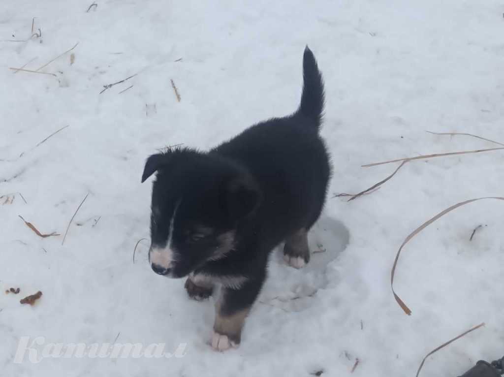 Щенки кушают самостоятельно