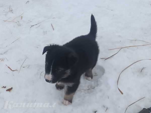 Щенки кушают самостоятельно